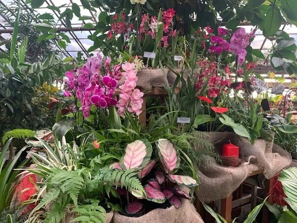 Выставка орхидей в ботаническом саду спб. Орхидариум в ботаническом саду рио. Орхидея фаленопсис паваротти. Орхидиум весна 2022. Выставка орхидей 2023.