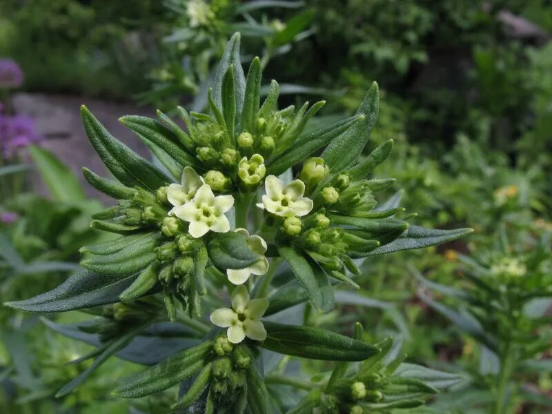 Воробейник. Воробейник краснокорневой. воробейник лекарственный lithospermum officinale. воробейник лекарственный (lithospermum officinale l.). воробейник красный.