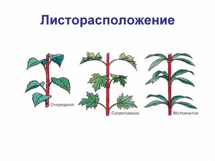 Листорасположение побега