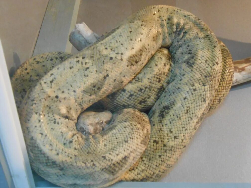 Домики для змей. Содержание змеи. Террариум для королевского питона. Змеи маисовый полоз. Содержание змеи.