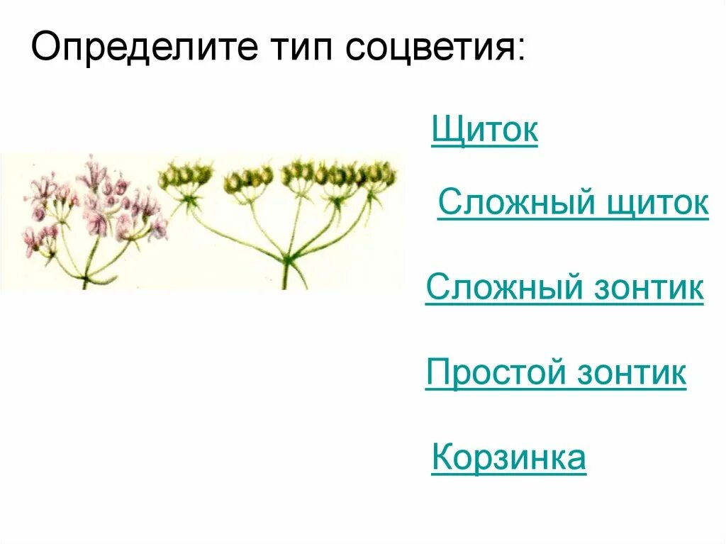 Определите Тип соцветия. Типы соцветий. Сложный щиток. Соцветие щиток. Какое из перечисленных соцветий относят к сложным