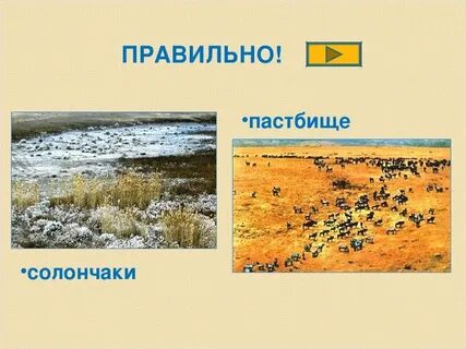 Солончаки природная зона