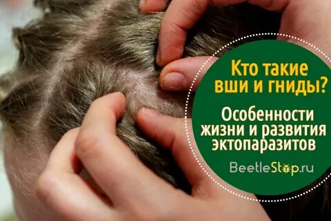 Развитие вшей
