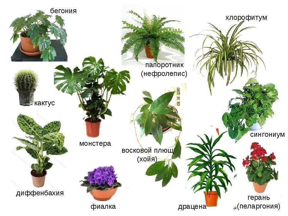Какие растения есть на букву д. Комнатные растения названия. клмнатныетрастения названия. комнатные цве ы с названием. комнатныеицветы с названием.