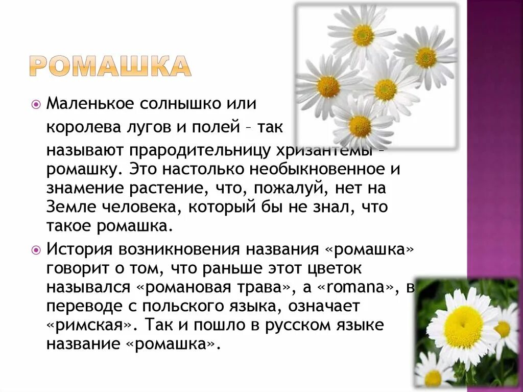 Описание ромашки. Рассказать о ромашке. Ромашка краткое описание. Текст описание растения ромашки в научном стиле