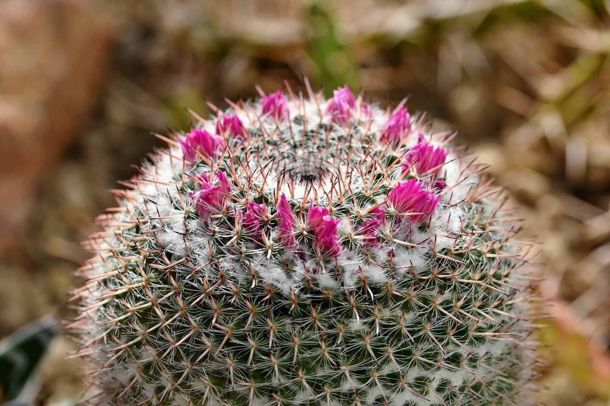 Mammillaria mammillaris. Опунция неколючая. Голландский определитель кактусов Маммиллярия. Кактусовые Кактусовые.