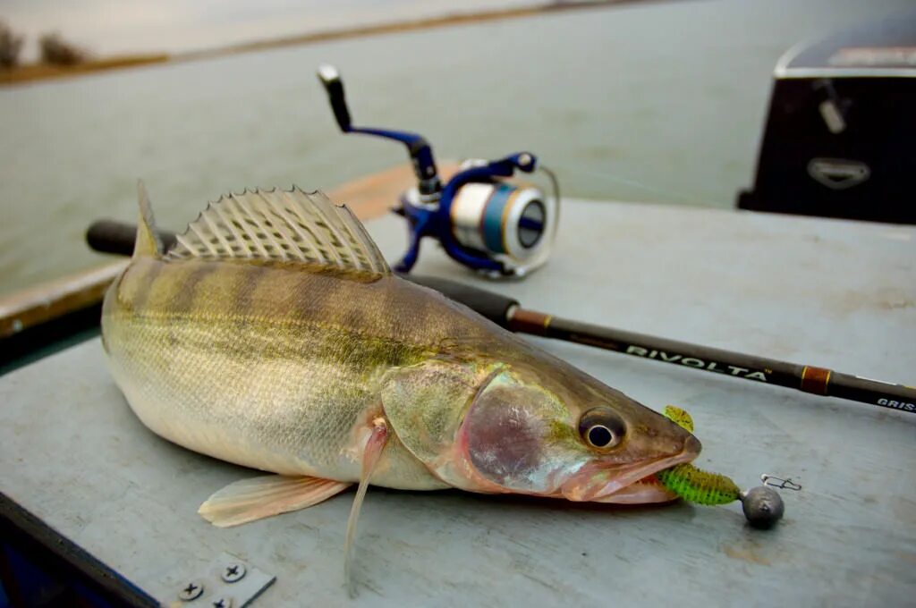 судак на джиг. судак на джиг. судак щука джиг. улов джиг. джиги для рыбалки на судака.