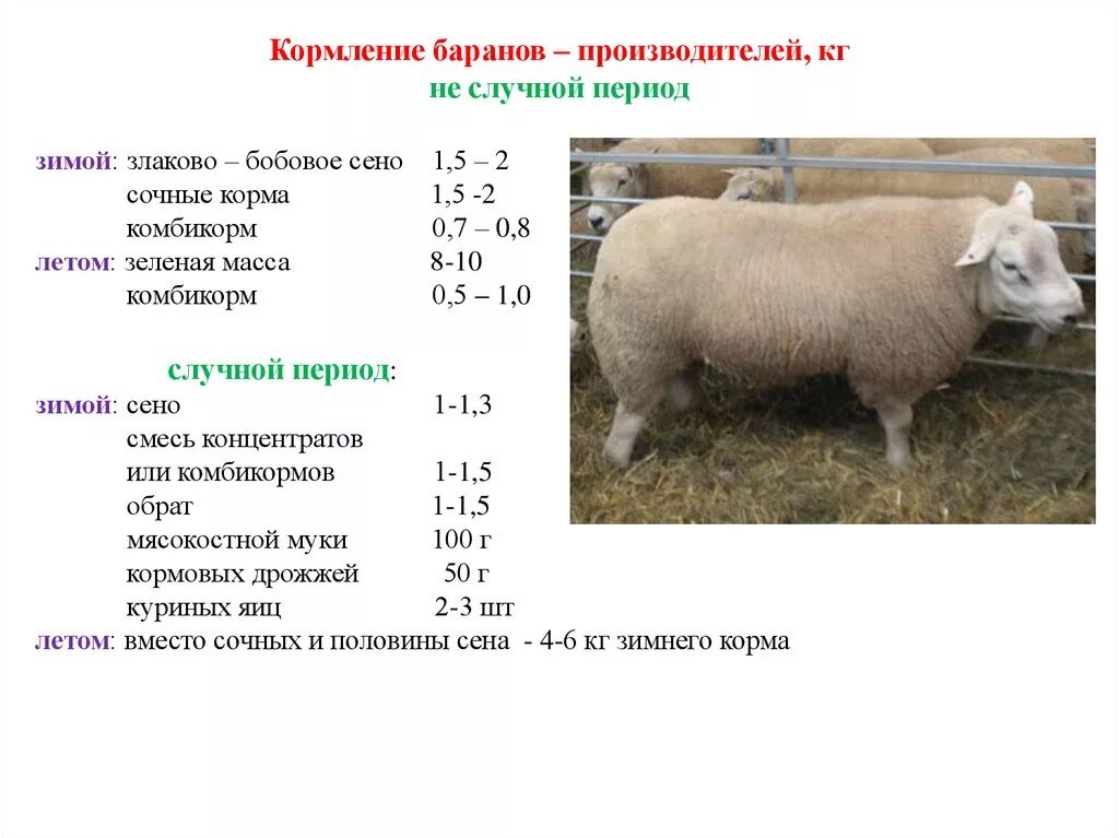 Рацион кормления овец таблица. Нормы кормления овец таблица. Нормы кормления Баранов производителей. Норма расхода комбикорма на 1 барана. Сколько вес барана