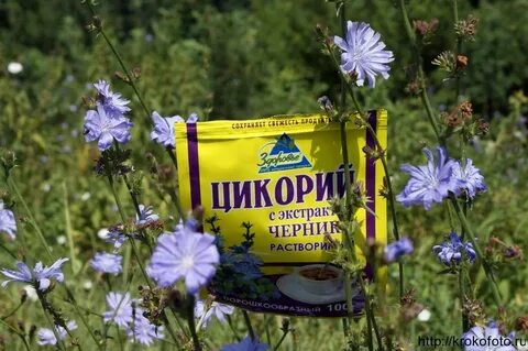 Цикорий фото и описание