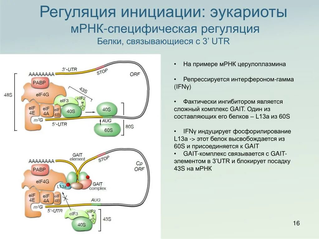 Инициация трансляции у эукариот. Регуляция железом трансляции мрнк ферритина описание. регуляция трансляции у эукариот. этапы жизненного цикла мрнк эукариот.. регуляция транскрипции и трансляции у эукариот.