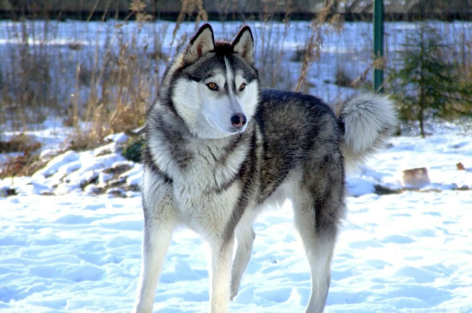 Сибирский хаски породы собак. Хаски сеппала порода. Хаски сэпполы порода. Эскимосская хаски. Когда был создан лайки.
