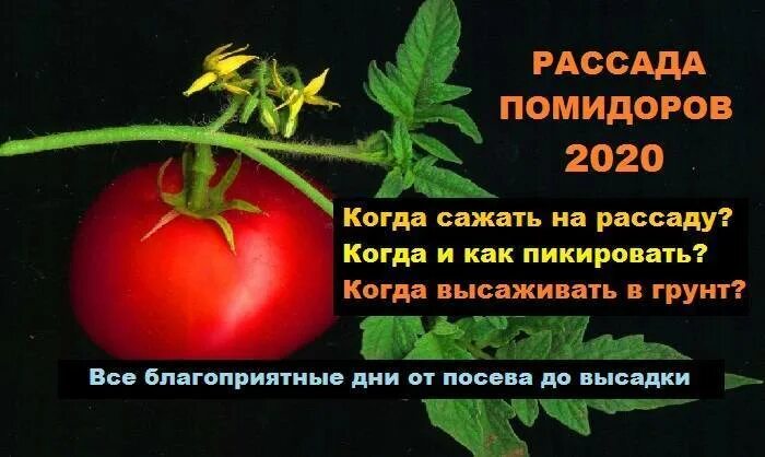 В какие числа апреля можно пересаживать помидоры. Когда сажать помидоры. когда сажать томаты на рассаду. когда сеять помидоры. благоприятные дни для пикировки помидор.