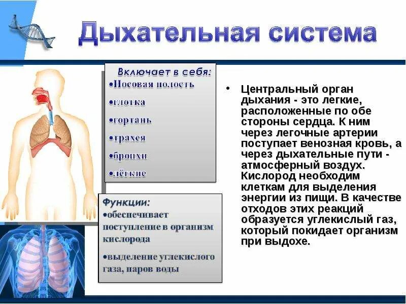 Путь воздуха в организм человека. Органы дыхания. Дыхательная система организма. Дыхательная система органов дыхания. Строение дыхательной системы человека.