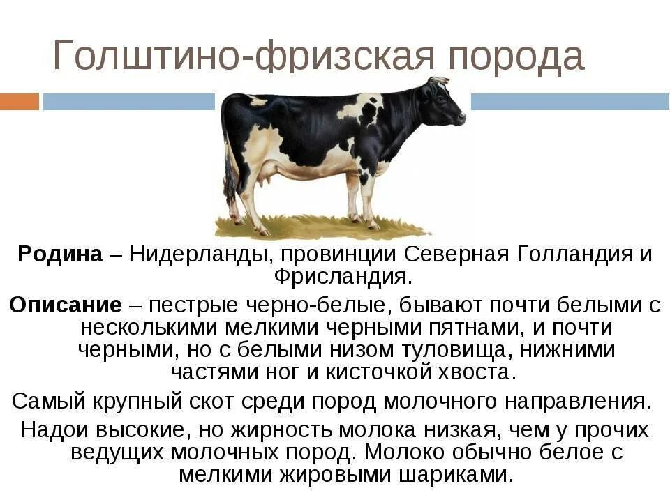 В каком году вывели. Телята голштино фризской породы. Голштинская порода коров характеристика. Молочная продуктивность голштинской породы коров. Голштинская порода КРС характеристика.