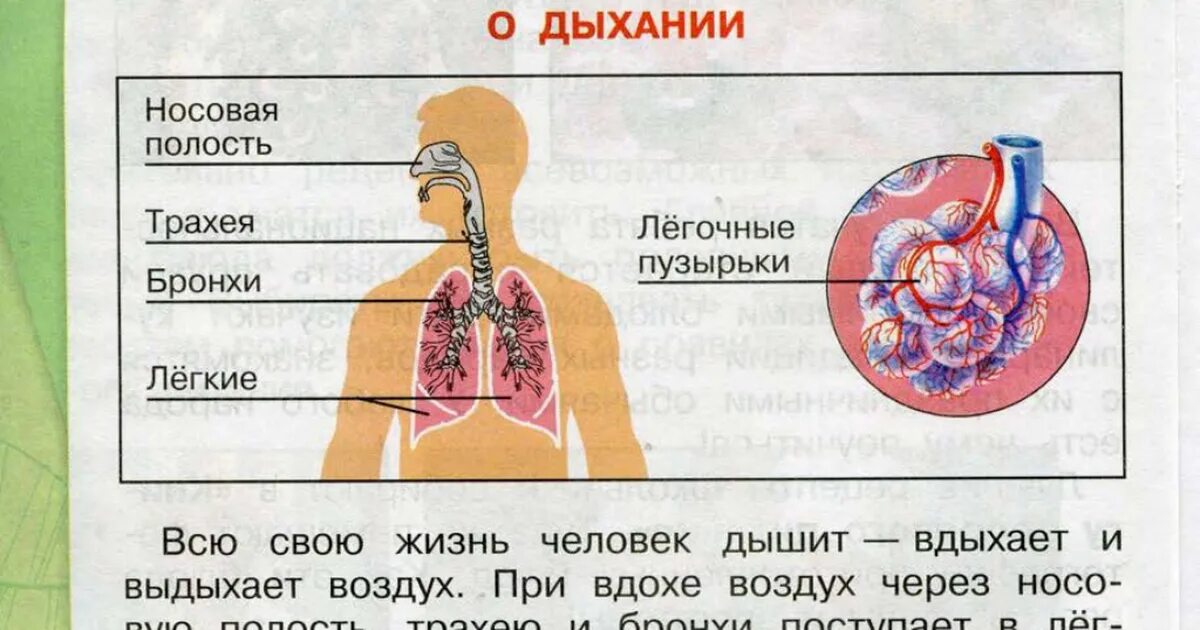 Дыхательная система органов дыхания 3 класс. Система дыхания 3 класс окружающий мир. Система органов дыхания человека 3 класс. Система органов дыхания человека 3 класс окружающий мир.