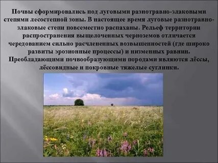 Степь преобладающие виды