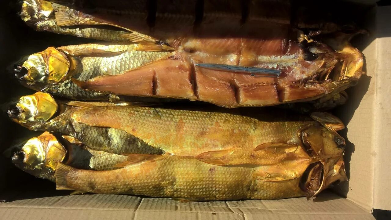 Жерех копченый. Жерех копченый. Жерех рыба холодного копчения. Белый амур холодного копчения. Жерех рыба копченый.