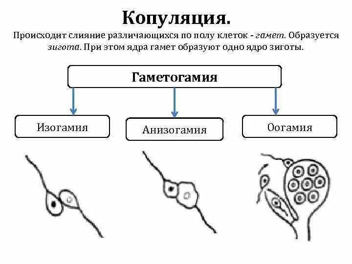 Типы копуляции гамет. Копуляция гамет. Изогамия анизогамия оогамия. Типы гаметогамии. Для успешного слияния гамет и образования