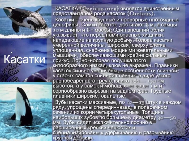 Доклад про касатку. Касатка презентация. Касатка красная книга. Косатка Orcinus Orca. Касатка кратко