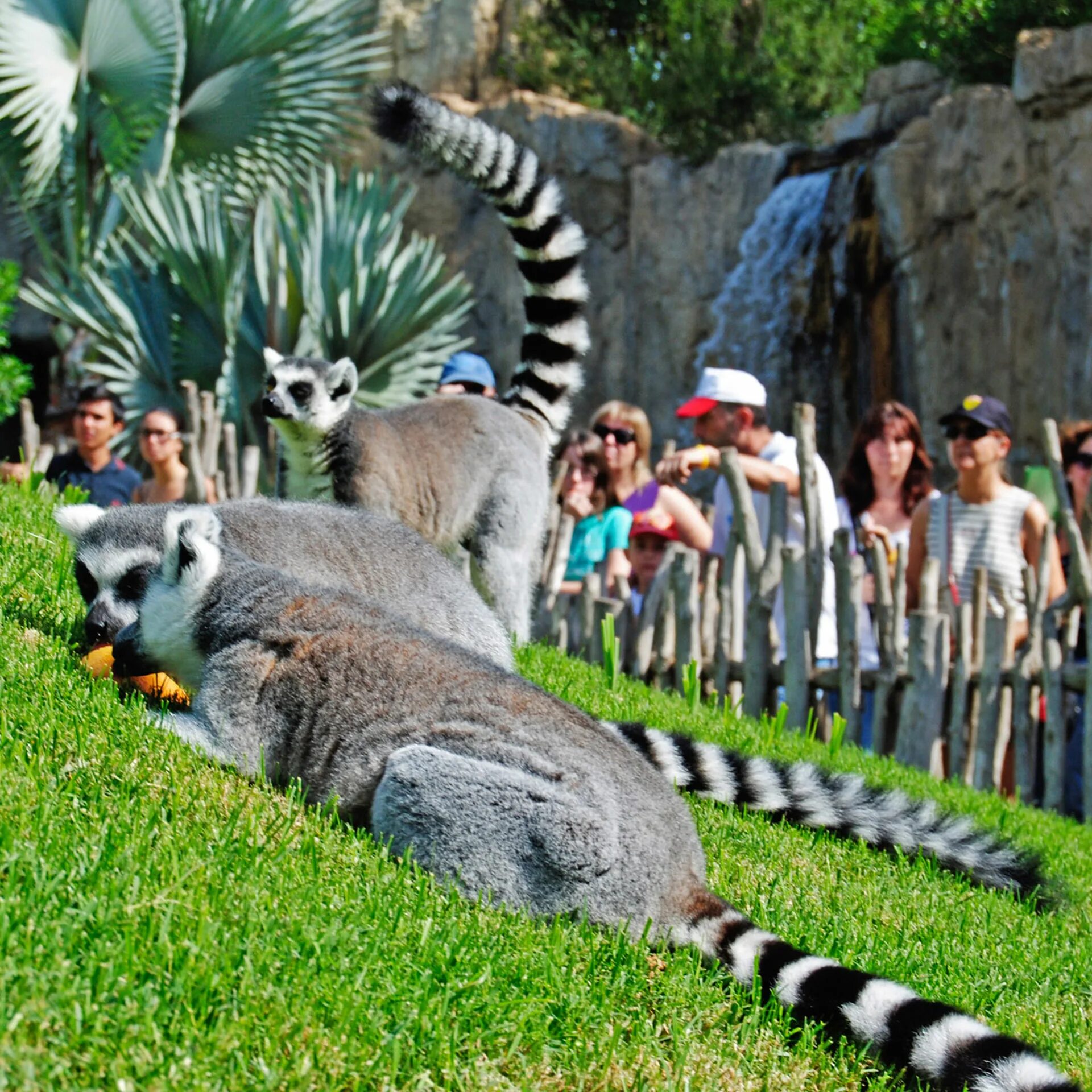 Zoo animals park. Биопарк Валенсия. Биопарк Валенсии в Испании. Биопарк Валенсия зоопарк. Московский зоопарк парк.