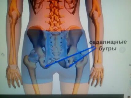 Седалищный бугор