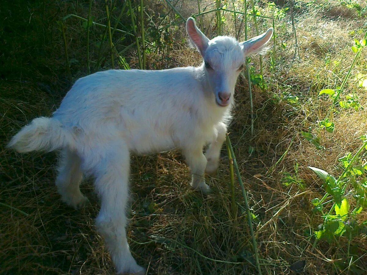 Базаркин нубийские козы. Зааненские козы в крыму. Подрощенные зааненские козлята. Авито коз татарстан. Коза дойная.