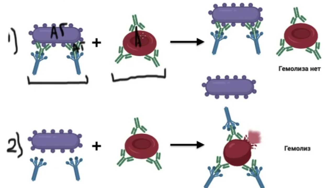 Схема постановки реакции Кумбса. Реакция лизиса микробиология. Реакция иммунного лизиса. Реакция иммунного гемолиза. Иммунный гемолиз
