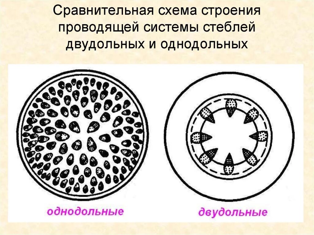 Проводящие пучки однодольных. Проводящая система однодольных и двудольных растений. схемы строения стеблей однодольных и двудольных растений. строение стеблей однодольных и двудольных рисунок. проводящие пучки однодольных и двудольных растений.