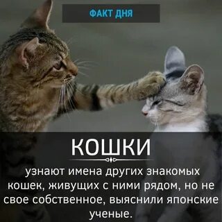 Узнать про кошек