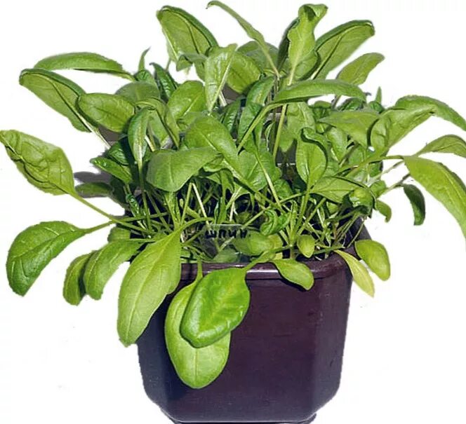 как вырастить шпинат на подоконнике. шпинат в горшочке. шпинат матадор на подоконнике. руккола на окне. зелень в горшке "салат".