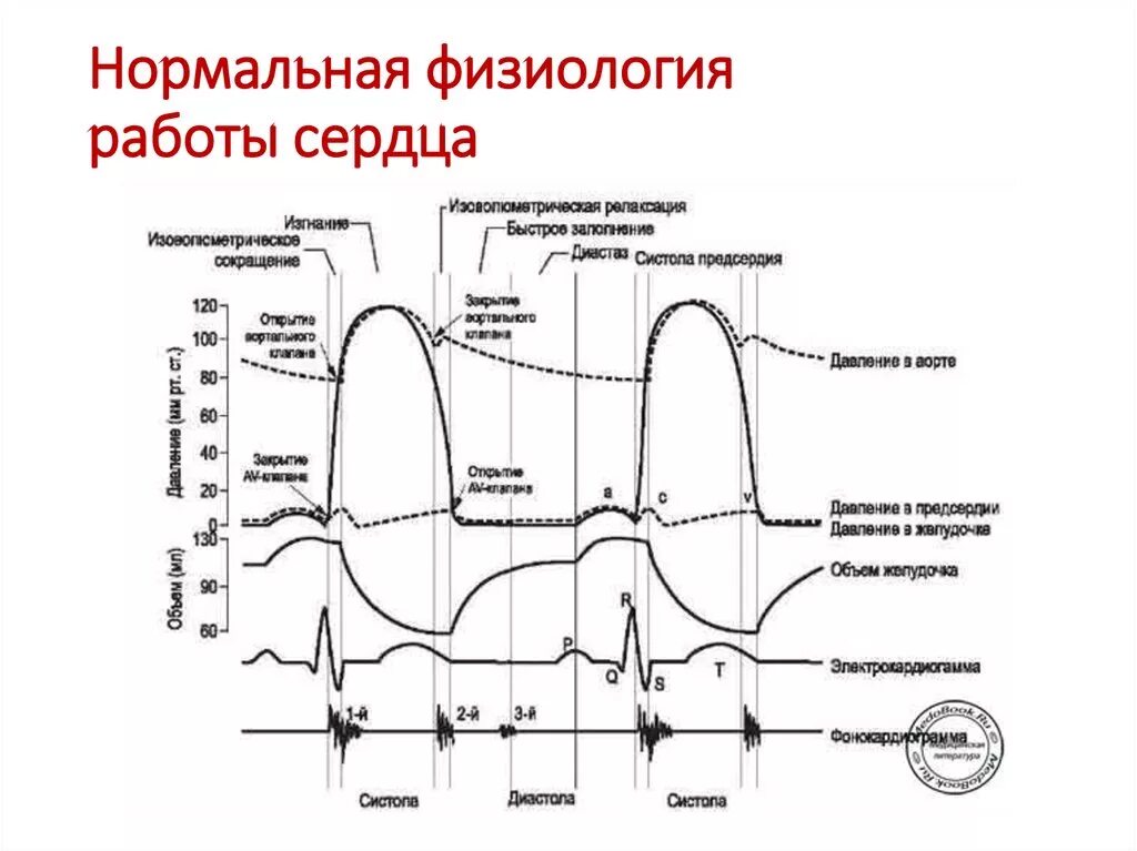 Давление в правом предсердии. Схема сердечного цикла физиология. Фаза физиология сердечного цикла сердца. Сердечный цикл диаграмма Уиггерса. Фазы сердечного цикла график.