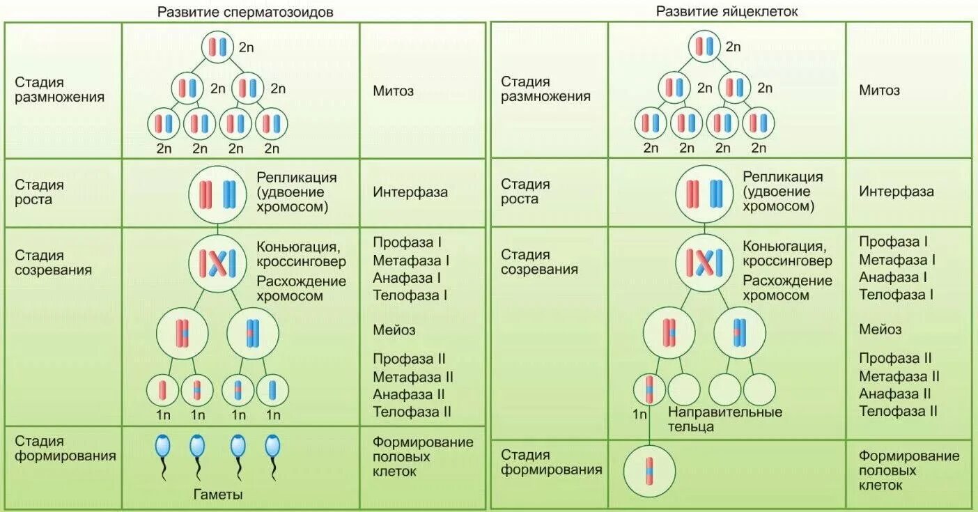 Генотип дочерних организмов. Образование половых клеток мейоз таблица. Схема гаметогенеза развитие половых клеток. Процессы стадии гаметогенеза таблица. Схема мейоза и гаметогенеза.