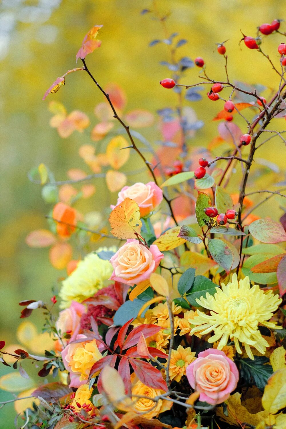 Осенние цветы. Осенние розы. Яркие осенние розы. Осенние цветы в саду.