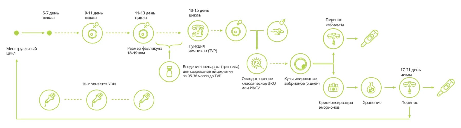 С чего начать подготовку к эко. Эко по дням цикла подробно этапы. Эко этапы проведения подробно по дням цикла. Этапы экстракорпоральное оплодотворение. Экстракорпоральное оплодотворение схема.