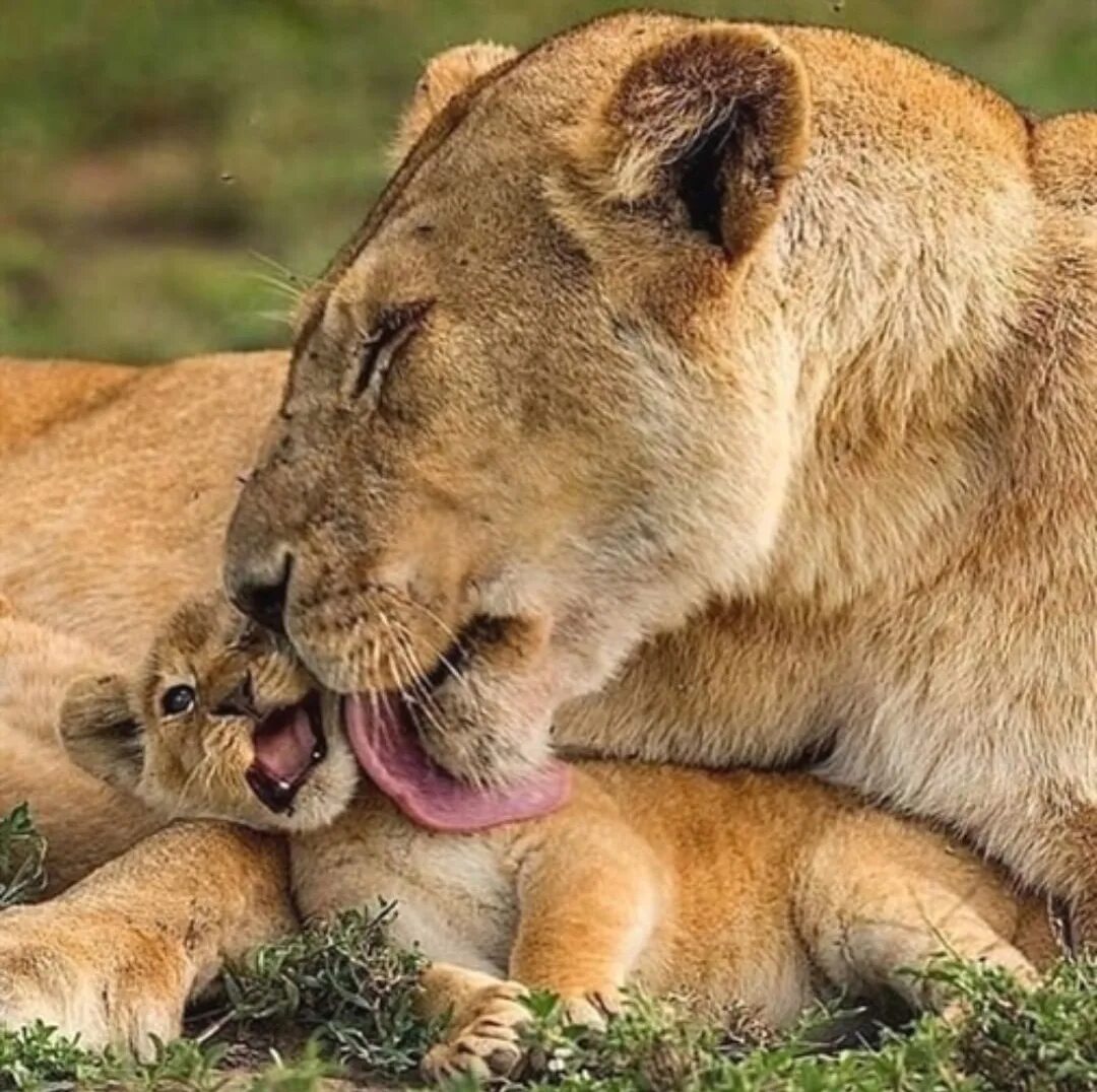 Loving lions