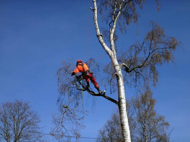 Спил валка деревьев. Валка деревьев частями. Спил деревьев на даче. Спил и кронирование деревьев. Валка деревьев частями.