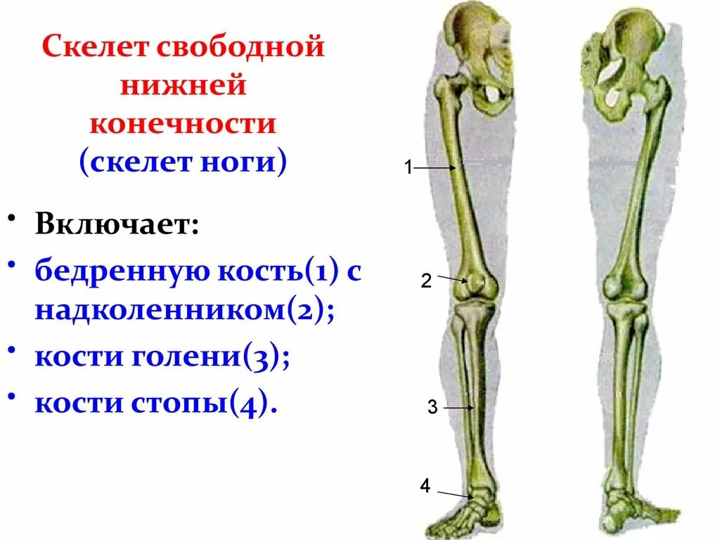 Три отдела ноги. Кости скелета нижней конечности. Скелет нижней конечности человека. Строение скелета нижней конечности анатомия. Нога анатомия строение кости.
