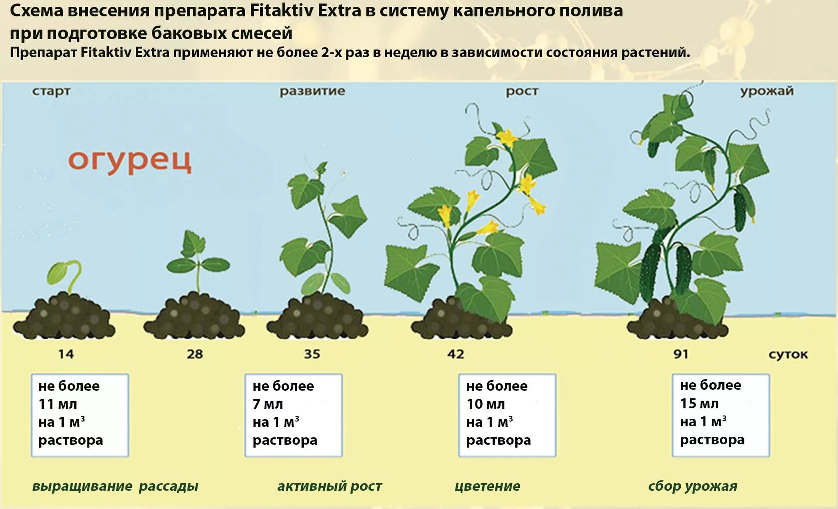Огурцы черноземья. Стадии роста огурцов. Этапы роста огурца. Фазы развития огурца. Стадии развития огурцов.