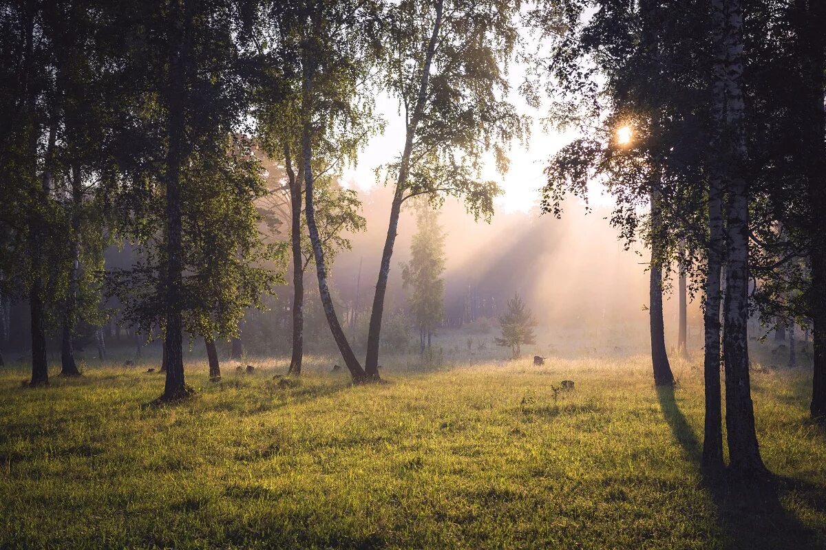 Лес туман лето. Раннее утро. Утро лето. Летний рассвет в лесу. Раннее летнее утро.