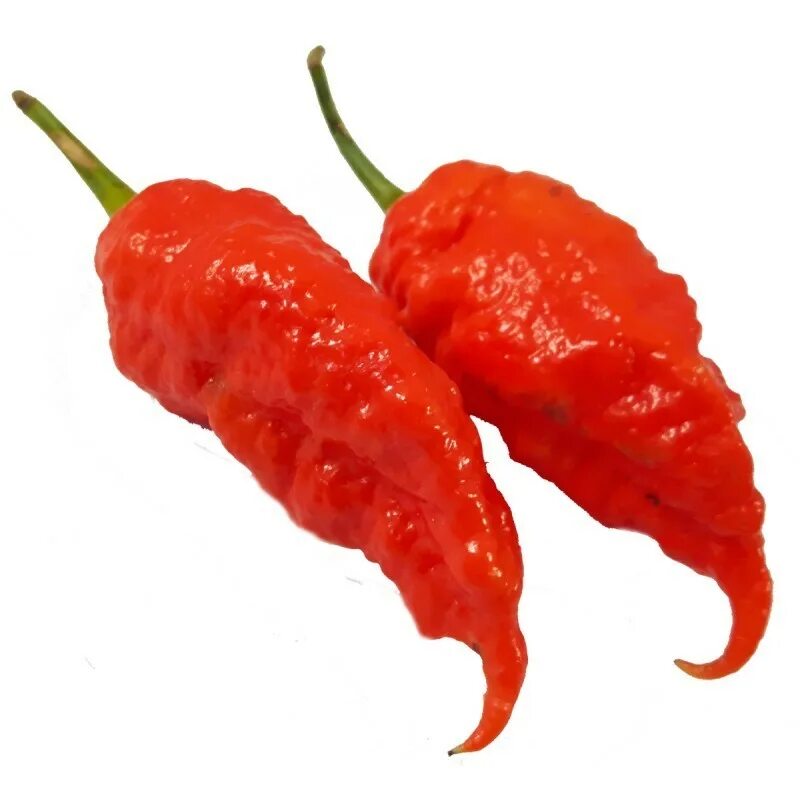 World pepper. Перец Ghost Scorpion. Scorpion Red перец. Скорпион Тринидада (перец). Бхут Джолокия Пич.