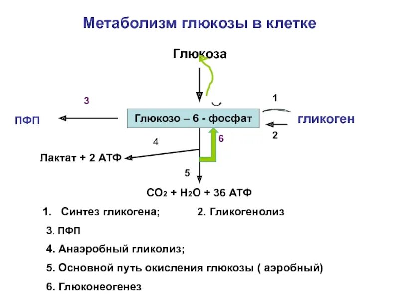 Внутриклеточный метаболизм Глюкозы схема. Анаэробный метаболизм Глюкозы. Внутриклеточный метаболизм Глюкозы.