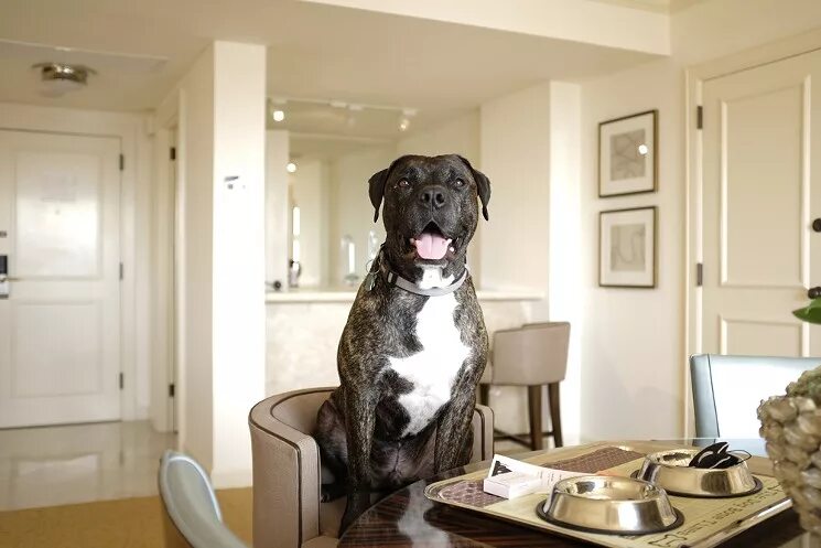 Завести большую собаку. Квартирные собаки. Большая собака в квартире. Большие собаки для квартиры. Большие добрые собаки для квартиры.
