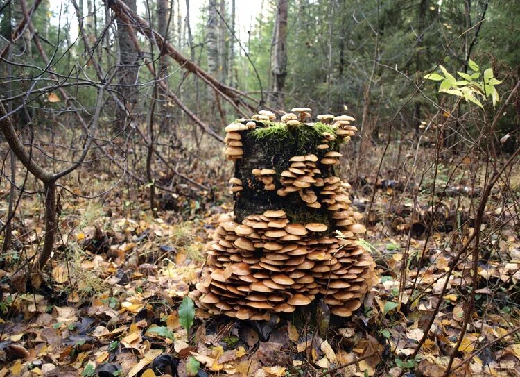 Опята на пне. Трухлявый пень для козлят. Старые пни покрыты опенками. Медовый гриб в орегоне. Биоценоз трухлявый пень.