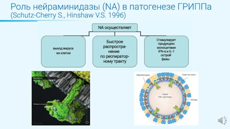 Нейраминидазы гриппа. Роль нейраминидазы гриппа. патогенез вируса гриппа. вирус гриппа презентация. механизм развития гриппа.