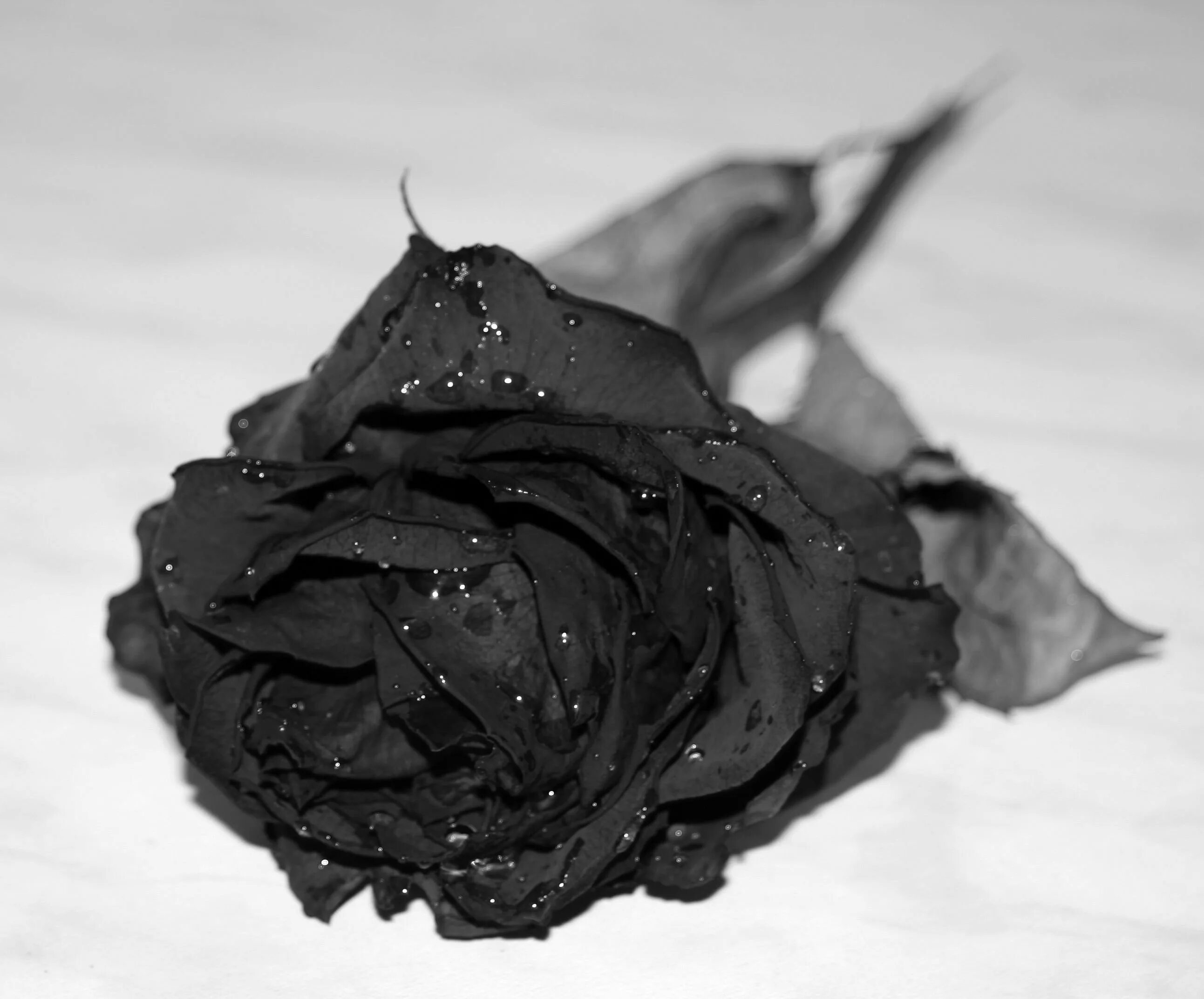 Черные розы на снегу песня. Розы на снегу. Красивые зимние цветы. Розы на снегу. Чёрные розы в снегу.