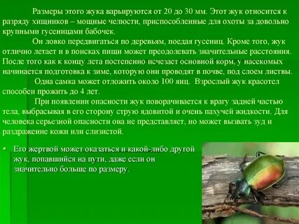 Жук красотел в красной книге