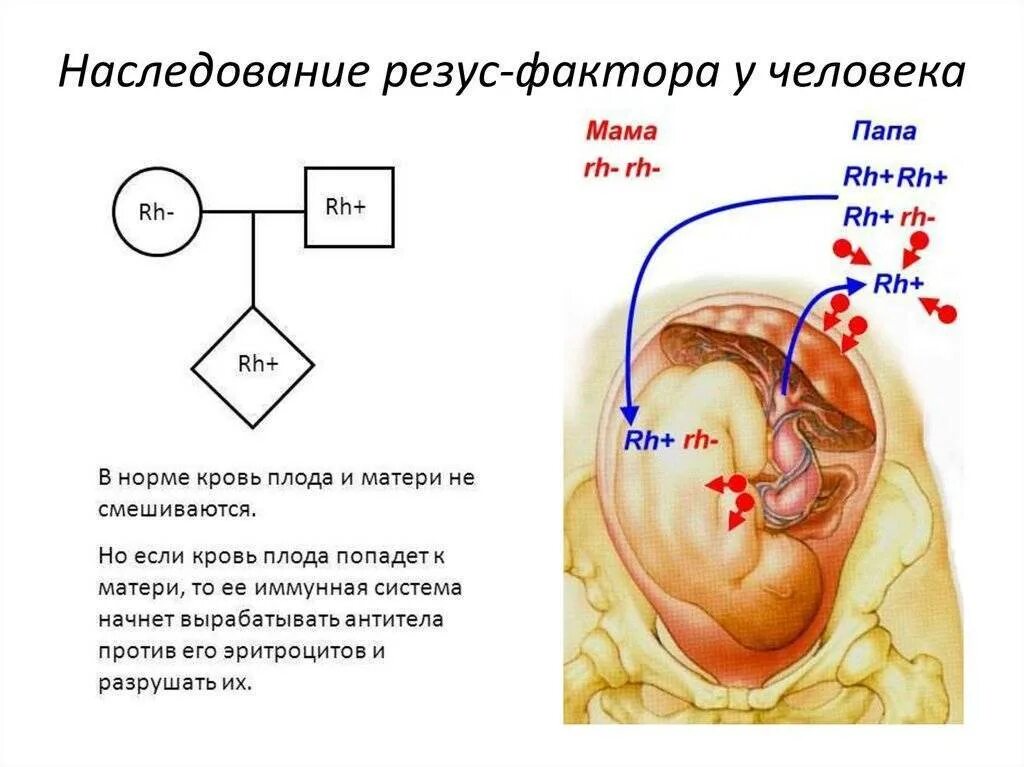 Наследование системы резус фактор. Генетическая схема наследования резус фактора. Наследование группы крови и резус-фактора у ребенка. Таблица наследования резус фактора крови. Отрицательный резус фактор наследуется