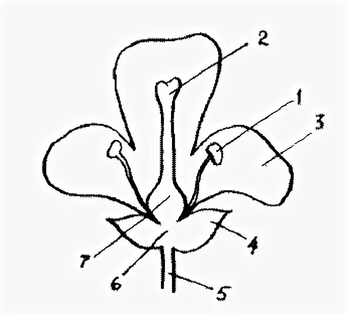Изображение цветов 6 класс. Строение тычинки цветка яблони. Строение цветка яблони биология 6 класс схема. Строение цветка яблони биология. Строение цветка яблони биология 6 класс.