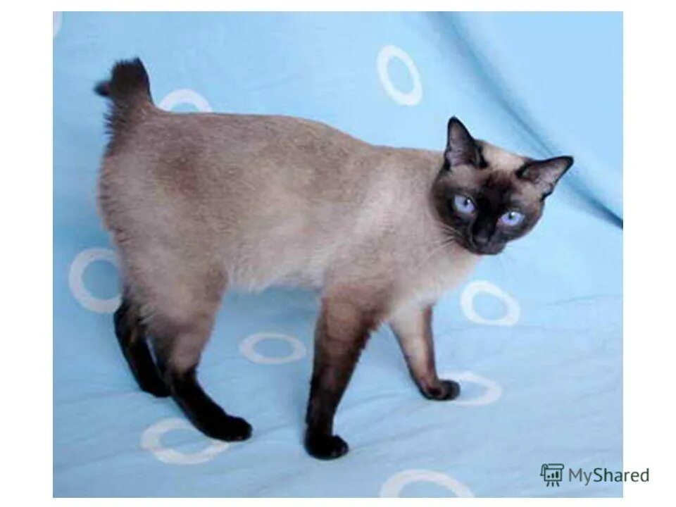 кошки со сломанным хвостом