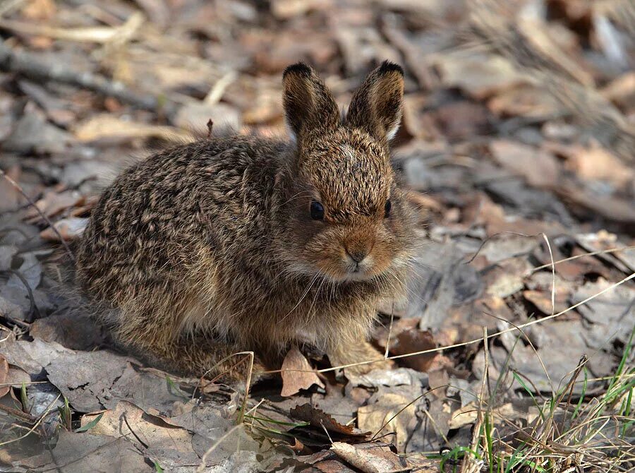 Заяц осенью. Зайчата листопаднички. Заяц беляк детеныши. Листопадничек заяц энциклопедия. Зайчата листопаднички.